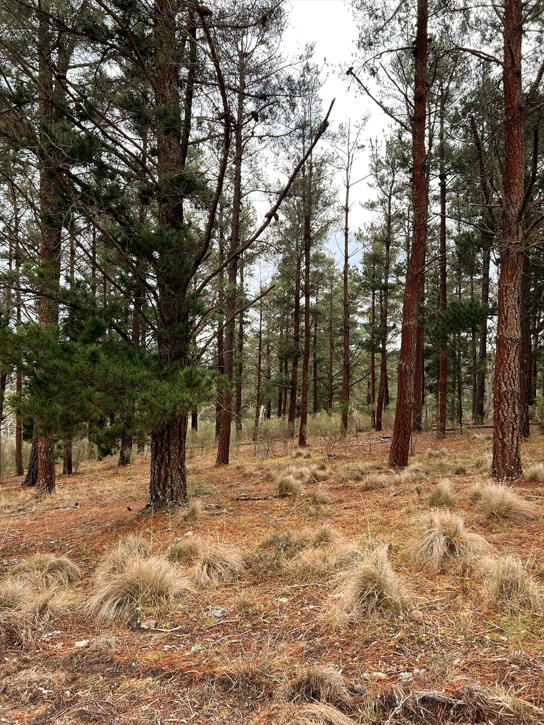 Mature pine forest at Marble Pines