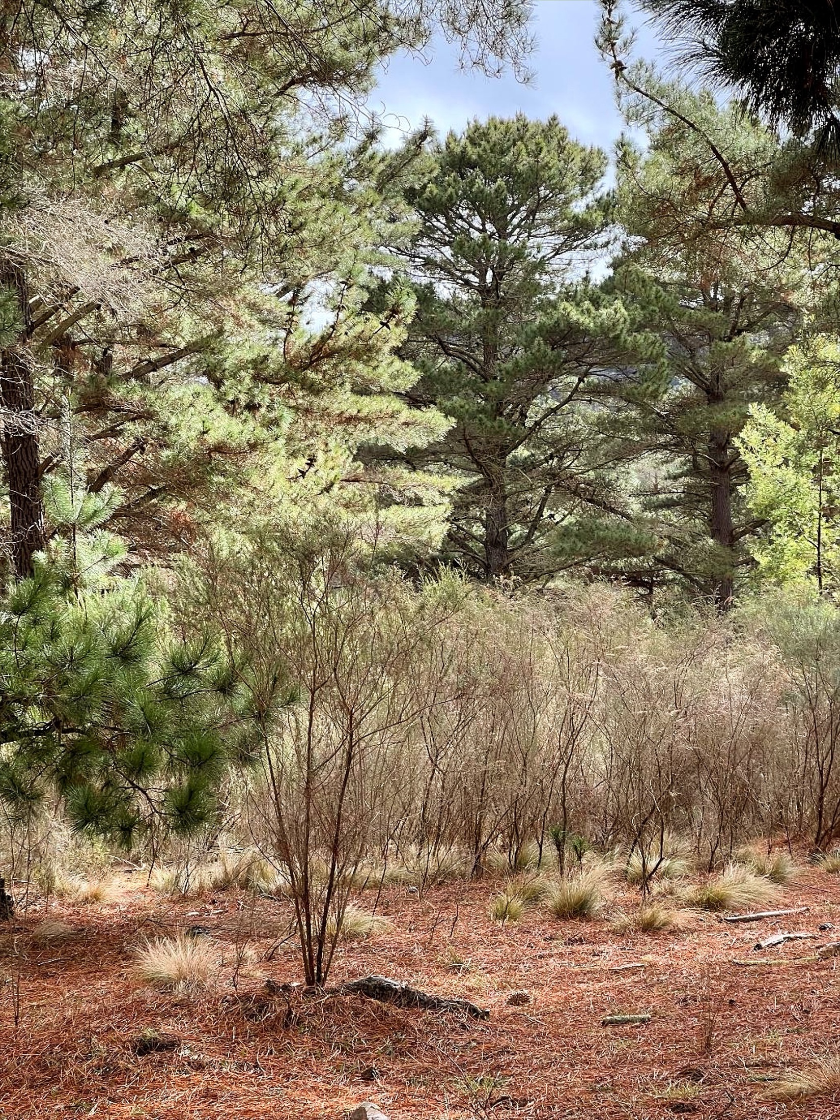 Marble Pines forest